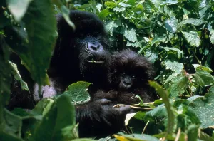 Great Ape Habitat Drucke: Mountain Gorillas