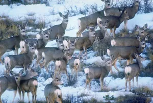 American Wildlife Drucke: Mule deer