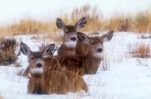 Winter Animal Photos Drucke: Mule deer in snow