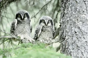 Alaska Wildlife Images Drucke: Northern Hawk Owlets