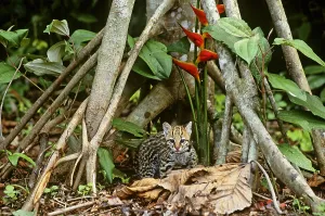 Endangered Cat Species Drucke: Ocelot (Leopardus pardalis)