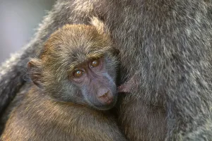 Primate Animals Drucke: Olive Baboon