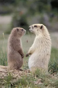 Olympic Marmot Drucke: Olympic Marmots