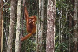 Borneo Wildlife Drucke: Orangutan