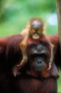 Orangutan-Mutter und Junges
