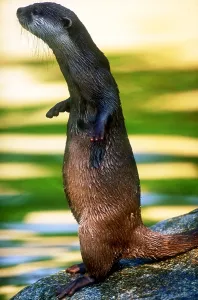 Small Mammal Species Drucke: Oriental small-clawed otter