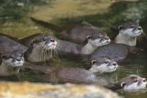Borneo Wildlife Drucke: Oriental Small-Clawed Otter