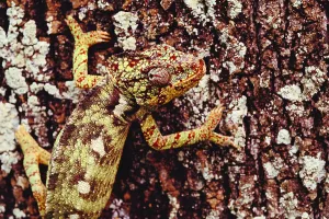 Camouflaged Reptile Drucke: Oustalet's Chameleon