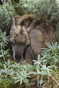 Mammals In Nature Drucke: Pronghorn resting