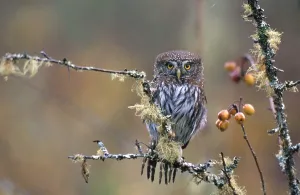 American Birds Drucke: Pygmy Owl