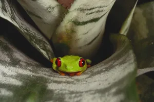 Green Tree Frog Species Drucke: Red-Eyed Tree Frog