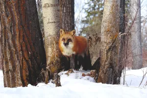Vulpes Vulpes Species Drucke: Red Fox (Vulpes vulpes)