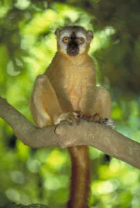 Endangered Lemurs Of Madagascar Drucke: Red fronted brown lemur