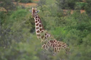 Reticulated Giraffe Drucke: Reticulated Giraffe