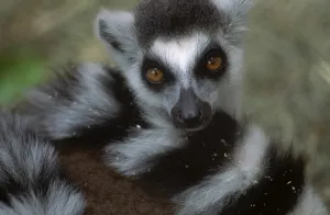 Lemur Catta Drucke: Ring-tailed Lemur