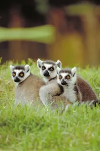 Ring Tailed Lemur Drucke: Ring tailed Lemur