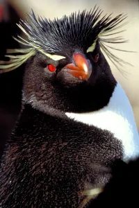 Falklandinseln Drucke: Kempenschnabel-Pinguin