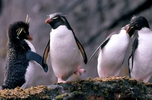 Spheniscidae Family Birds Drucke: Rockhopper Penguins
