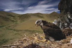 Mongolian Wildlife Drucke: Rough Legged Buzzard