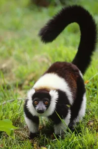 Lemur Species Drucke: Ruffed lemur, Madagascar