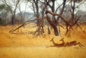 Okavango River Animals Drucke: Running impala