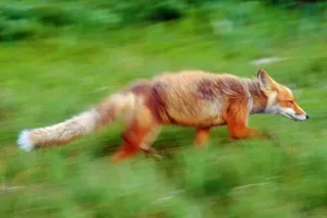 Gerahmter Druck : Laufender Rotfuchs
