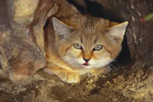 Sand-Katze