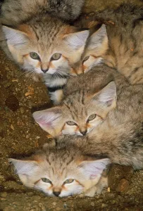 Gerahmter Druck : Sandkatzen