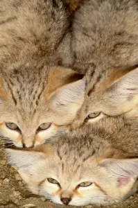 Sandkatzen