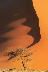 Namib Desert Landscapes Drucke: Sand dunes, Namibia