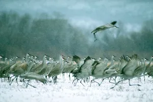 Bird Migration Drucke: Sandhill cranes