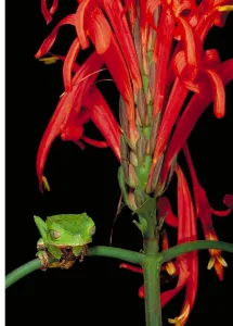 Wildlife In Peru Drucke: Sharp-backed Monkey Tree Frog