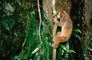 Asian Primate Species Drucke: Slow Loris