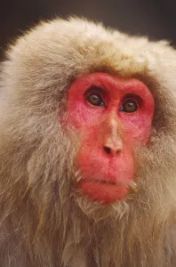Japanese Macaque Drucke: Snow monkey, Japan