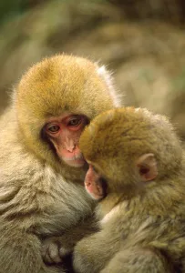 Japanese Macaque Drucke: Snow monkeys cuddling