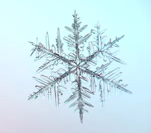 Gerahmter Druck : Schneeflocke unter dem Mikroskop Gerahmter Druck : Schneeflocke unter dem Mikroskop