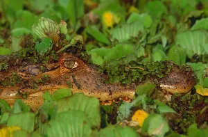 Reptile Species Drucke: Spectacled caiman