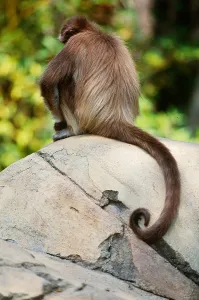 Central American Fauna Drucke: Spider Monkey (Ateles belzebuth)