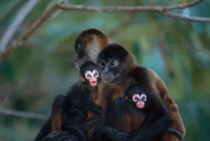 Endangered Animal Species Drucke: Spider monkeys