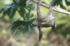 Bradypus Variegatus Images Drucke: Three-toed Sloth