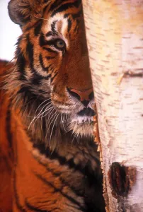 Big Cat Species Drucke: Tiger