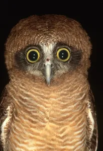 Strigiformes Birds Drucke: Owl