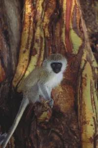 Tree Dwelling Monkeys Drucke: Vervet Monkey
