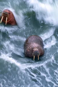 Alaska Wildlife Drucke: Walrus