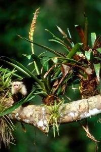 New World Monkeys Drucke: White-headed Capuchin