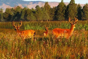 Mammal Species Drucke: White-tailed deer