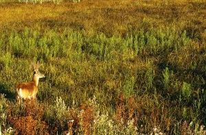 Mammal Species Drucke: White-tailed Deer