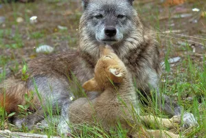 Motherly Love In Animals Drucke: Wolf mother and pups