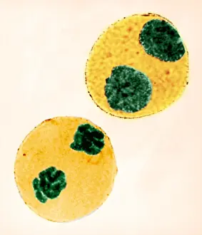 Plant Biology Images Drucke: Mitosis in Trillium Cell, light micrograph