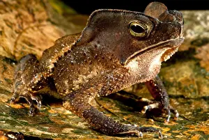 South American Frogs Drucke: Mitred Toad or Amazonian Leaf Toad